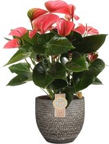 Anthurium Pink Champion in Mica sierpot Carrie (donkergrijs) ↨ 60cm - planten - binnenplanten - buitenplanten - tuinplanten - potplanten - hangplanten - plantenbak - bomen - plantenspuit