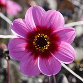 Dahlia HS Wink