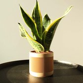 QOME Kyara - bloempot - plantenpot - designer - eikenhout - 12cm