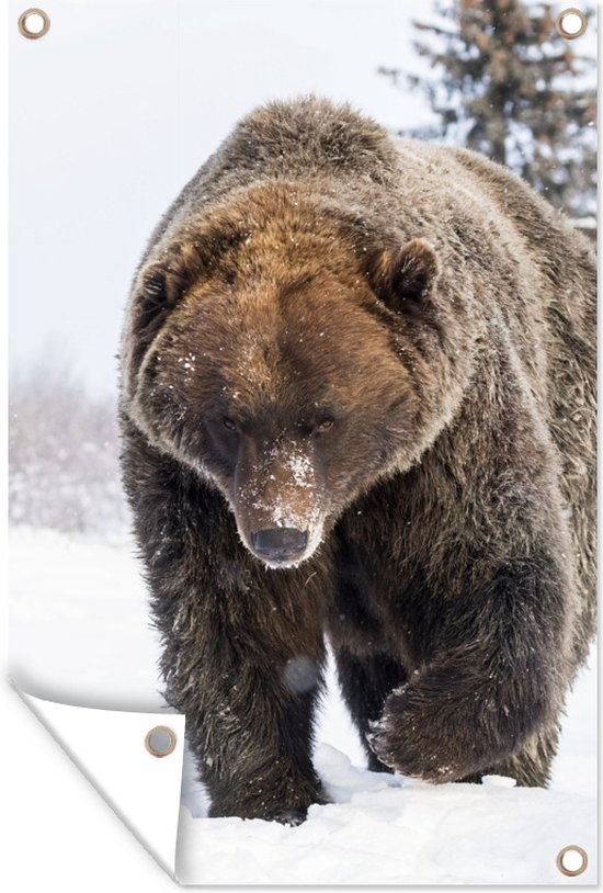 Bruine beer in de sneeuw - Tuinposter
