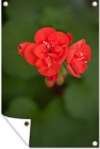 Tuinposters buiten Bloeiende rode geranium bloem - 60x90 cm - Tuindoek - Buitenposter