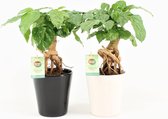 Kamerplanten van Botanicly – 2 × China Doll plant in keramische pot als set – Hoogte: 25 cm – Radermachera sinica