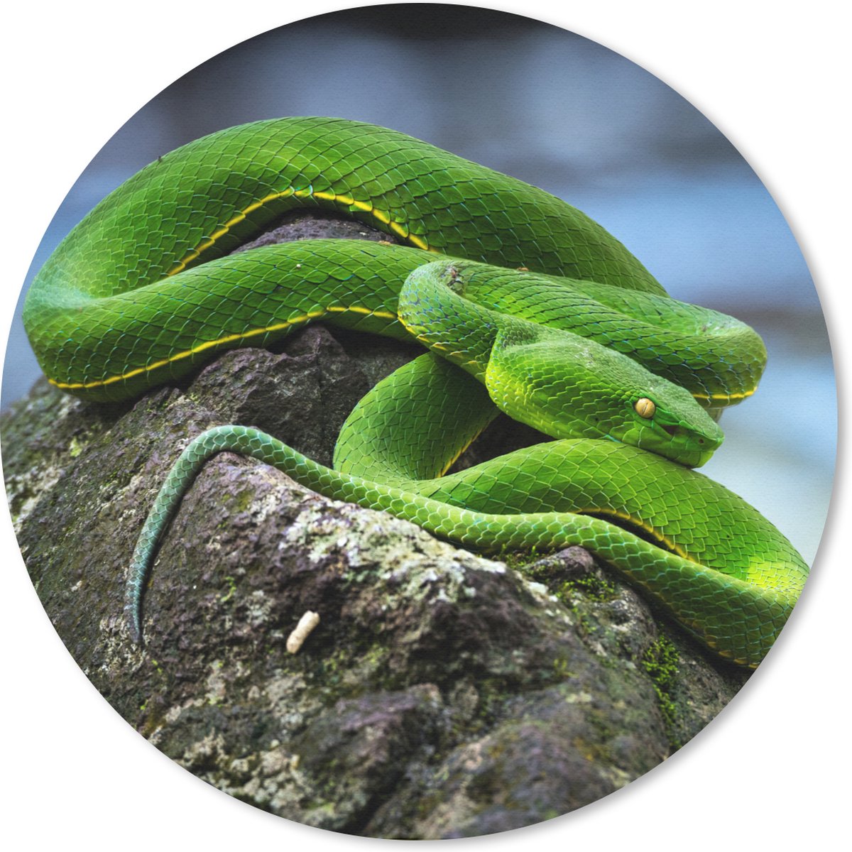 Muismat rond 40x40 cm - Mousepad Groene slang op steen - Ronde muismatten