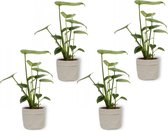 4x Kamerplant Monstera Deliciosa Tauerii – Gatenplant - ± 35cm hoog – 12 cm diameter  - in grijze sierzak