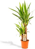 Yucca - Palmlelie - 90 cm hoog, ø17cm - Makkelijke kamerplant - Tropische palm - Luchtzuiverend - Vers van de kwekerij