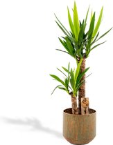 XL Yucca met metalen pot groen - Palmlelie - 100 cm hoog, ø21cm - Grote Kamerplant - Tropische palm - Luchtzuiverend - Vers van de kwekerij