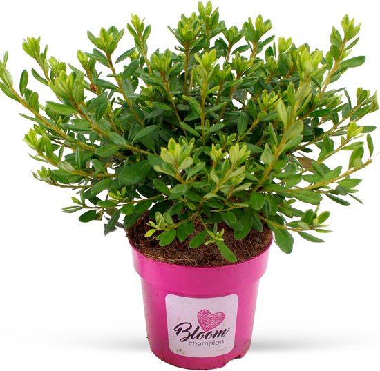 Rhododendron "Bloom Champion" wit Azalea met witte bloemen