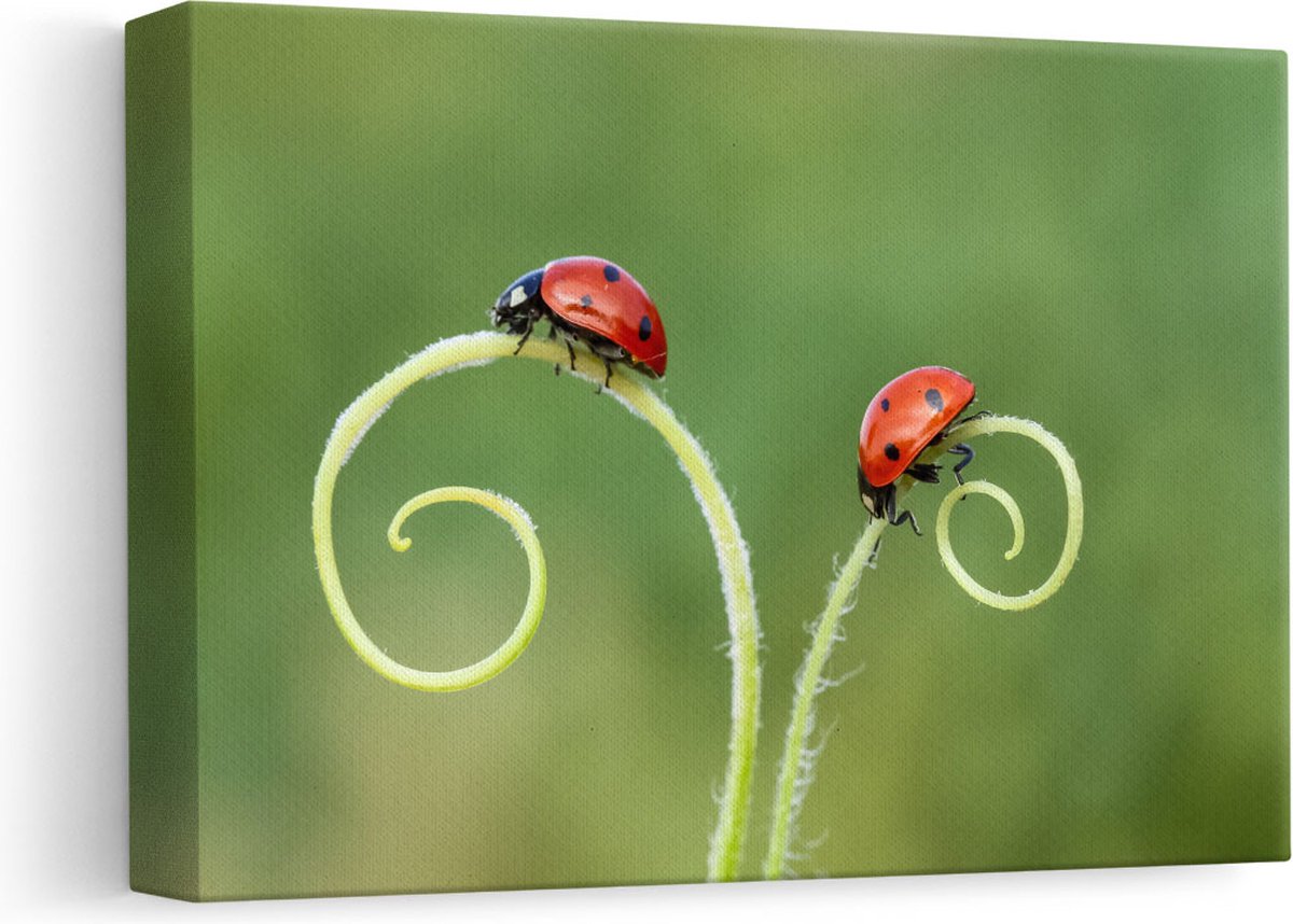 Artaza Canvas Schilderij Dierenkop - 30x20 cm - Klein - Wanddecoratie Lieveheersbeestje -