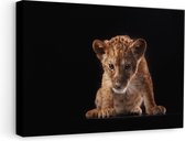 Artaza Canvas Schilderij Leeuwen Welp op het Zwart - Baby Leeuw - 60x40 - Foto Op Canvas - Canvas Print