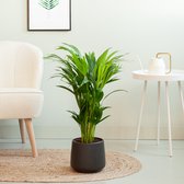 Plantje.nl - Areca Lutescens (Dypsis Lutescens) - P17 - Woonkamerplanten