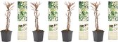 Klimhortensia planten set 8x – Hortensia – Tuinplanten – Klimplant – Hoogte 30-38 cm