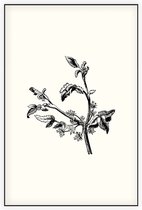 Apium Inundatum zwart-wit (Procumbent Marsh Wort) - Foto op Akoestisch paneel - 80 x 120 cm