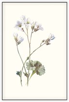 Steenbreek (Saxifrage) - Foto op Akoestisch paneel - 150 x 225 cm