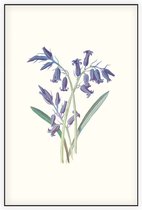Hyacinthus (Hyacinth) - Foto op Akoestisch paneel - 60 x 90 cm