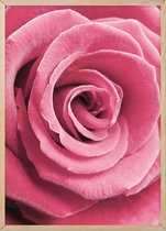 Poster Met Eiken Lijst - Roze Roos Poster