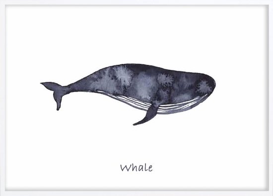 Affiche avec cadre Witte - Baleine Poster