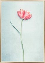 Poster Met Metaal Gouden Lijst - Lente Tulp Poster