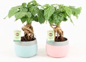 Kamerplanten van Botanicly – 2 × China Doll plant – Hoogte: 25 cm – Radermachera sinica