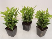 Kamerplanten van Botanicly – 3 × Laurier – Hoogte: 25 cm – Laurus Nobilis