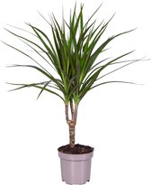 Kamerplant van Botanicly – Drakenboom – Hoogte: 45 cm – Dracaena Marginata