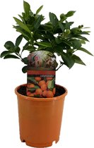 Kamerplant van Botanicly – Citrus Calamondin – Hoogte: 25 cm