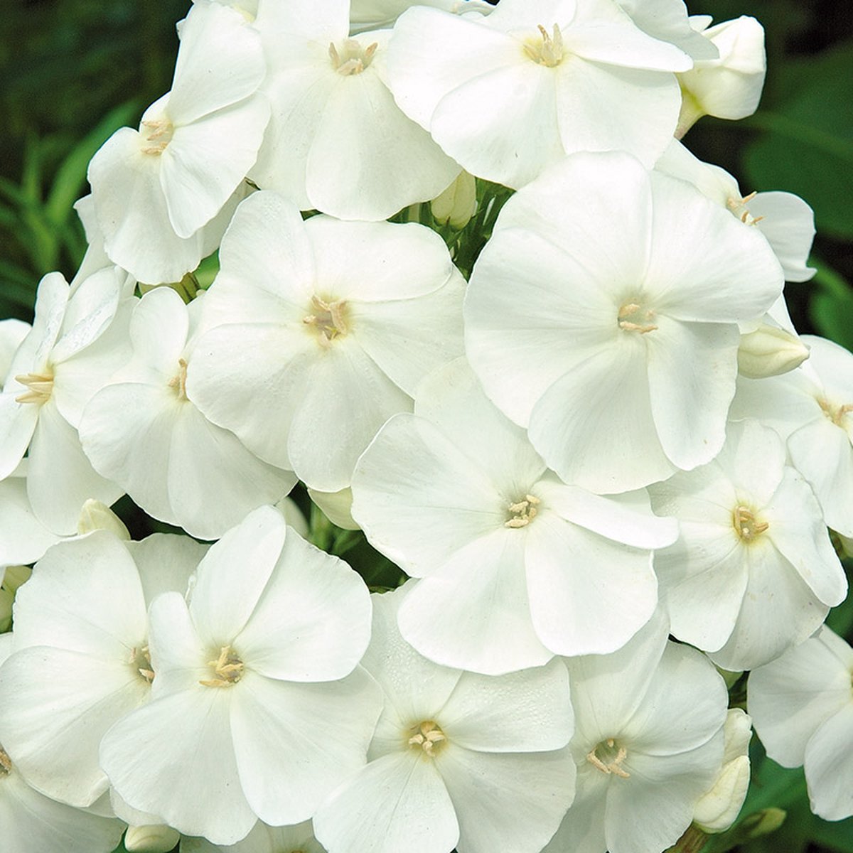 Phlox (P) 'Sw. Summer Snow'