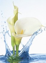 Raamfolie calla - berkerplant - bloem - bloemen - 60 x 120