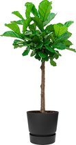 Ficus Lyrata op stam in Greenville zwart | Vioolbladplant / Tabaksplant