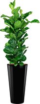 Ficus Lyrata hydrocultuur in Runner rond zwart | Vioolbladplant / Tabaksplant