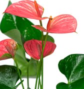 Anthurium roze in vaas small | Flamingoplant