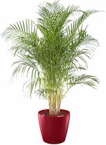 Areca Lutescens in watergevende classico rood | Goudpalm