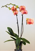 Orchidee van Botanicly – Vlinder orchidee – Hoogte: 60 cm, 1 tak – Phalaenopsis Golden Leopard