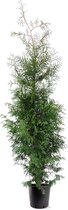 Hagen en struiken van Botanicly – Westerse Levensboom – Hoogte: 85 cm – Thuja Occidentalis
