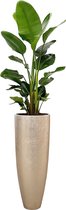 Strelitzia Nicolai in Metallic Partner zilver | Paradijsvogelplant