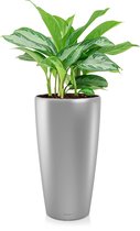 Aglaonema Silver Bay in watergevende Rondo zilver | Chinese Evergreen