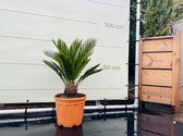 Palmboom - Cycas Revoluta - Vredespalm - Pot ⌀ 27cm - Hoogte  ca. 75cm