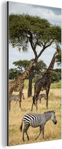 Wanddecoratie Metaal - Aluminium Schilderij Industrieel - Giraffen en Zebras samen op de savanne van het Nationaal park Serengeti - 80x160 cm - Dibond - Foto op aluminium - Industriële muurdecoratie - Voor de woonkamer/slaapkamer
