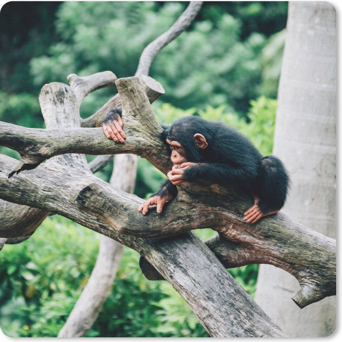 Muismat 20x20 cm - Mousepad Jonge chimpansee in de jungle - Muismatten