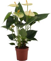 Kamerplant van Botanicly – Flamingoplant – Hoogte: 20 cm – Anthurium vanilla