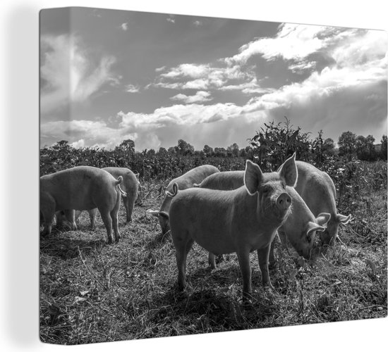 Canvas Schilderij Varkens in een weiland - zwart wit - 120x90 cm - Wanddecoratie