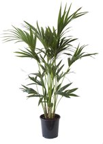 FloriaFor - Kentia Palm - - ↨ 110cm - ⌀ 21cm