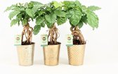 Kamerplanten van Botanicly – 3 × China Doll plant – Hoogte: 30 cm – Radermachera sinica