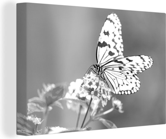 Canvas Schilderij Idea leuconoe vlinder drinkt nectar - zwart wit - 60x40 cm - Wanddecoratie