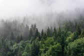 Fotobehang Bomen In De Mist - Vliesbehang - 400 x 280 cm