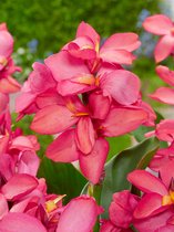 16x Bloemriet 'Canna china doll' - BULBi® bloembollen en planten met bloeigarantie