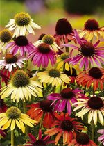 8x Zonnehoed 'Echinacea cheyenne spirit' - BULBi® bloembollen en planten met bloeigarantie