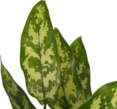 Set van 2 Aglaonema Maria in pot (grijs)