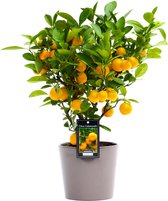 Citrus Calamondin in Roma keramiek (taupe) ↨ 50cm - hoge kwaliteit planten