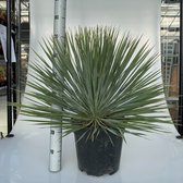 Kamerplant van Botanicly – Palmlelie – Hoogte: 65 cm – Yucca