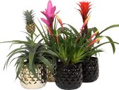 Breasy Bromelia Royal mix Hope, Antonio, Shannon, Ananasplant in Royal Crown keramieken sierpot | 4 stuks | Ø 13cm |  35-53 cm